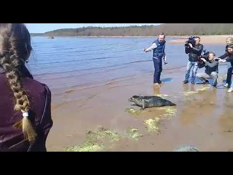 В Калининском районе полицейские раскрыли кражу автомобиля среднего класса