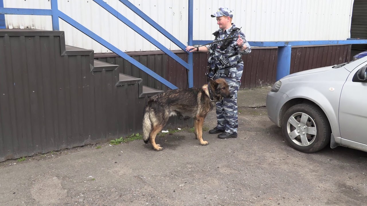 Проверка систем оповещения в Петербурге