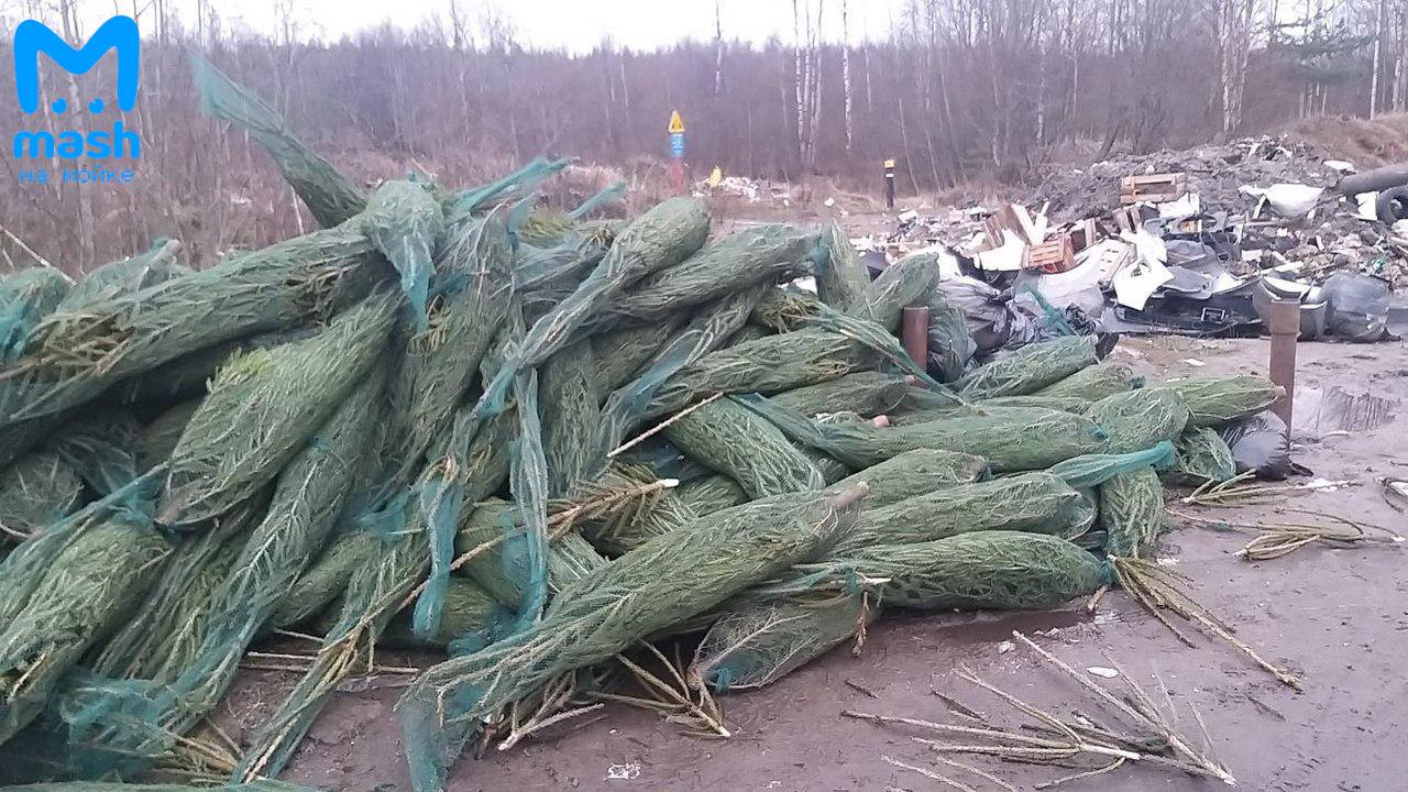 Владелец плантации марихуаны на Дибуновской оказался ещё…