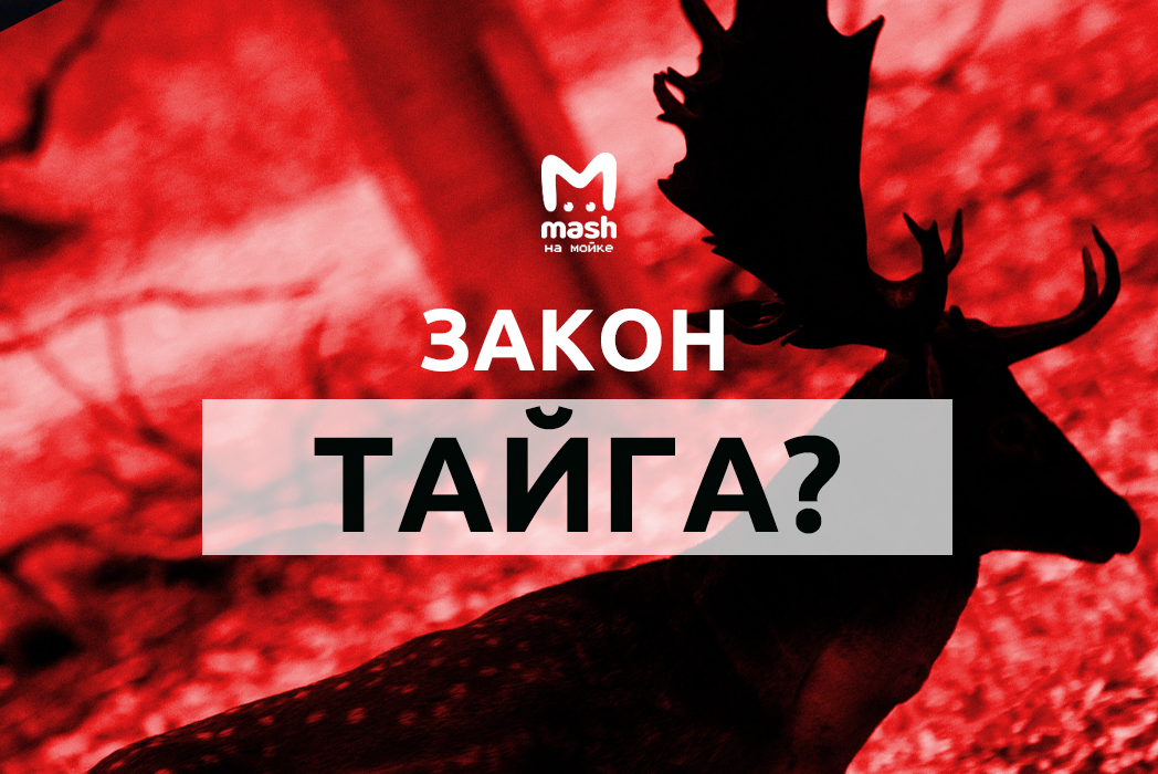 ЗАКОН — ТАЙГА?