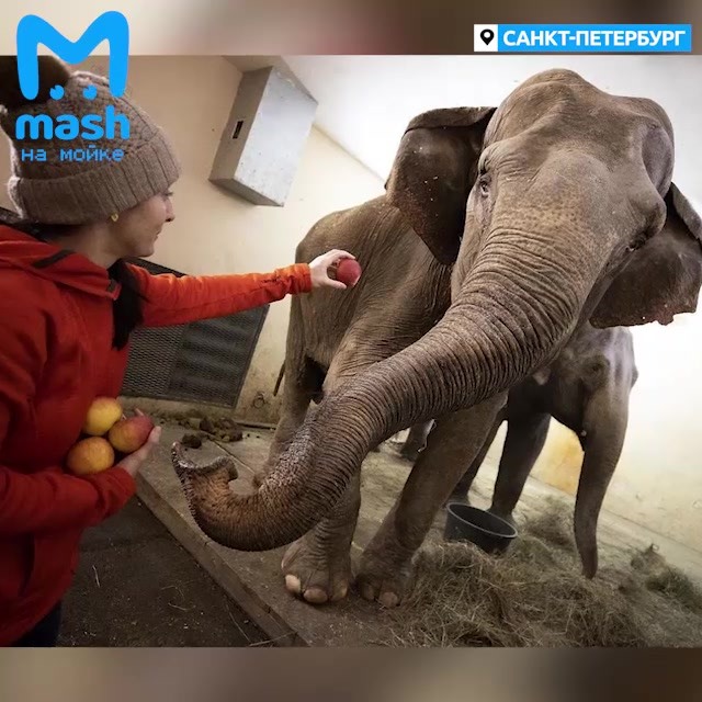 Итальянские цирковые слоны застряли в Петербурге
