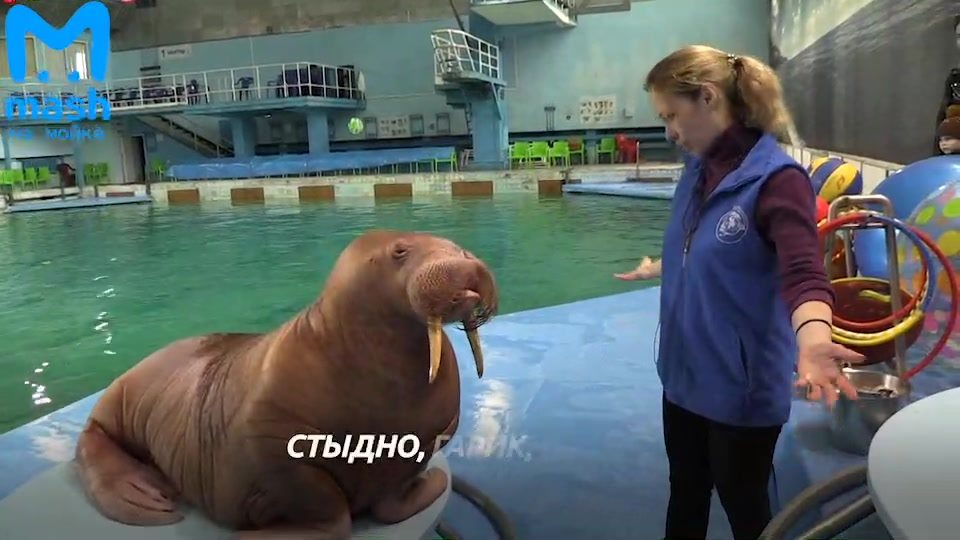 Новое видео:  «Животные из питерского дельфинария могут...