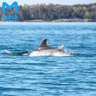 Новое видео:  «В Финский залив вернулись дельфины»
