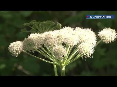 Тонущего лося спасли у побережья парка «Дубки»