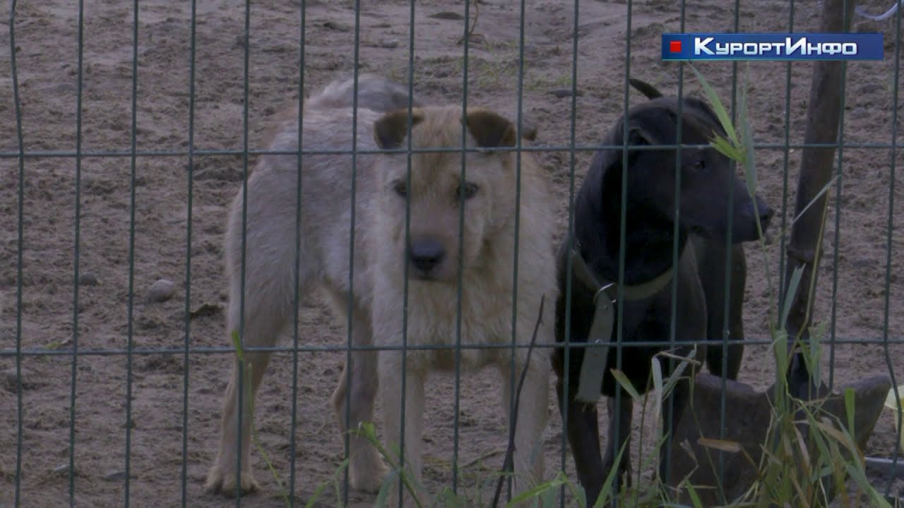 Детскую площадку необычного дизайна торжественно открыли в Песочном