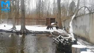 Петербургские водоемы окрасились в желтый цвет