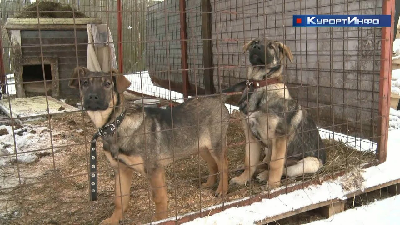 Алексей Цивилёв:Друзья, рассказываю как…