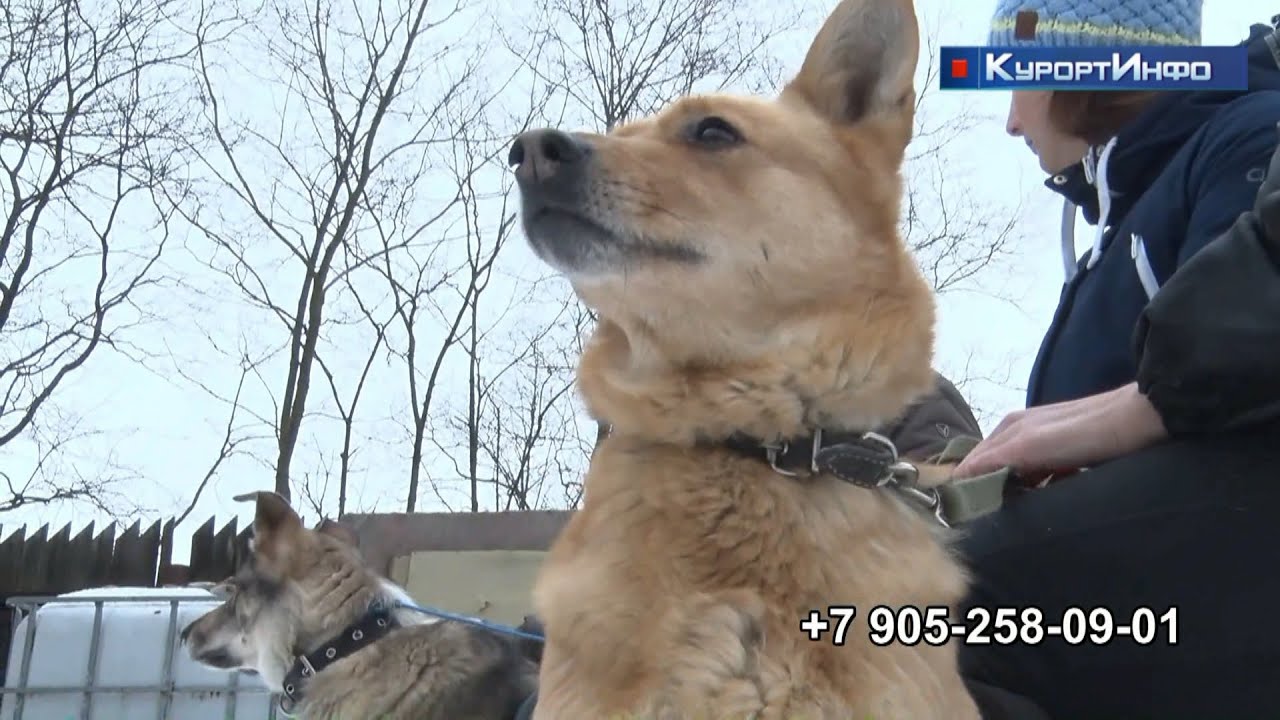 Александр Беглов совершил рабочий объезд социальных объектов в Курортном районе