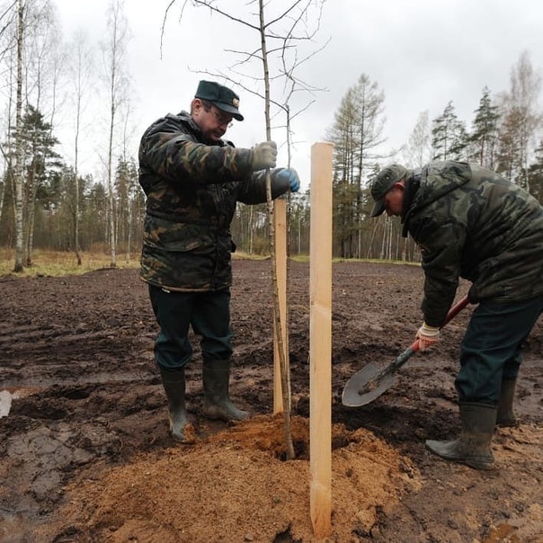 Александр Дрозденко: #СадПамяти в #ленобласть...