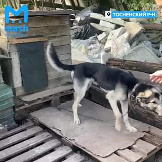 В Ленобласти волонтёры пытаются спасти собак, которым...
